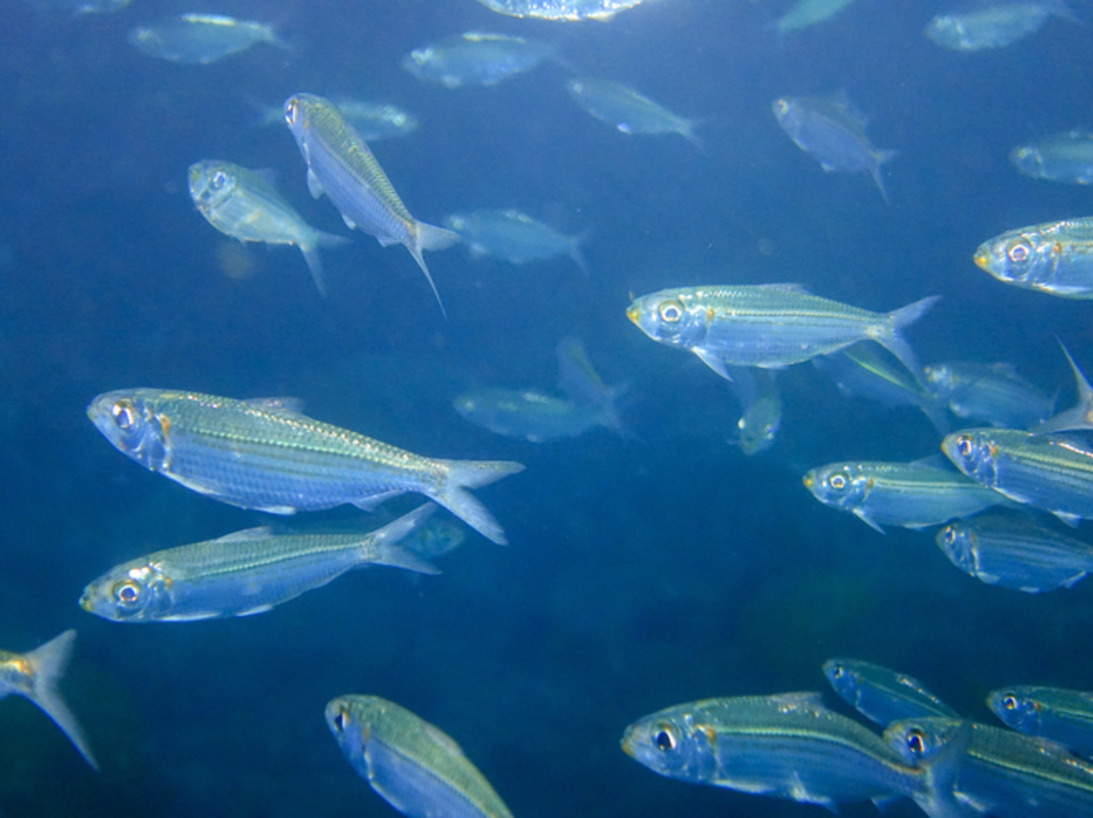 Lo studio ha rilevato che le ondate di caldo marino non influiscono sull’abbondanza di pesci