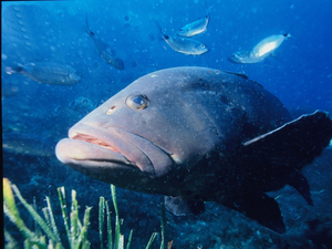 Des mérous géants font la joie des plongeurs en Floride, mais restent menacés