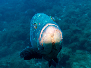 Des mérous géants font la joie des plongeurs en Floride, mais restent menacés