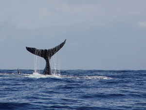 Australie: un mort et un blessé après que leur bateau a été heurté par une baleine