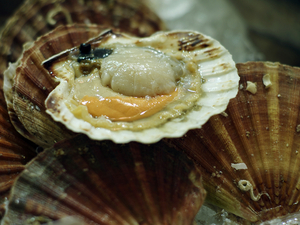  Abondance record pour la coquille Saint-Jacques en baie de Saint-Brieuc