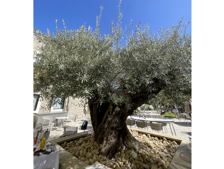 Au milieu du patio de l'hôtel Îlot du Golf, un olivier de plus de 800 ans