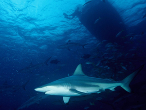  Déplacés par le changement climatique, les requins bouleversent la vie marine en Californie