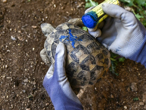 Grèce: brûlées ou blessées dans les incendies, des tortues se refont une santé