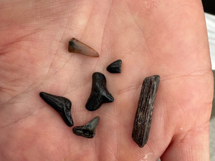 Dents de raie et de requin