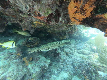 Barracuda de 2 mètres Nautisme Article