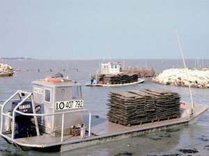 Climat : à Marennes Oléron, des huîtres contraintes de s'éclipser l'été