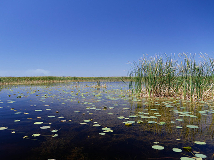 Au Lac Okeechobee, vous pourrez pêcher tout au long de l'année le fameux Largemouth bass, Achigan à grande bouche. Au Lac Okeechobee, vous pourrez pêcher tout au long de l'année le fameux Largemouth bass, Achigan à grande bouche.