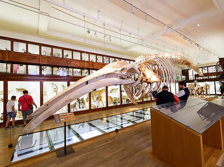 Squelette de rorqual commun au Mus&eacute;e d'histoire naturelle de Nantes