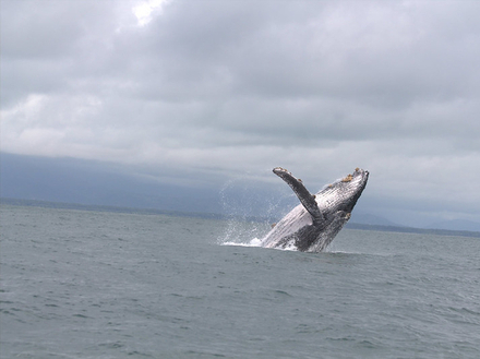 Baleine à bosse Nautisme Article