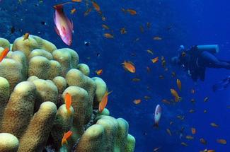 Plongée au Costa Rica : tout un monde à découvrir !