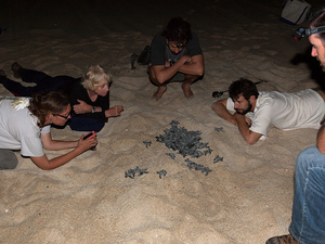 Découvrez un spectacle naturel au Costa Rica : la ponte des tortues marines