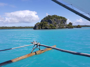 Nouvelle-Calédonie : les campagnes d'abattage de requins interdites par la justice
