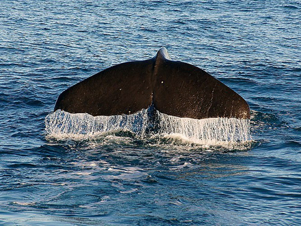 Baleine de Kaikoura