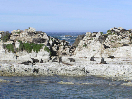 Colonie de phoques à Kaikoura