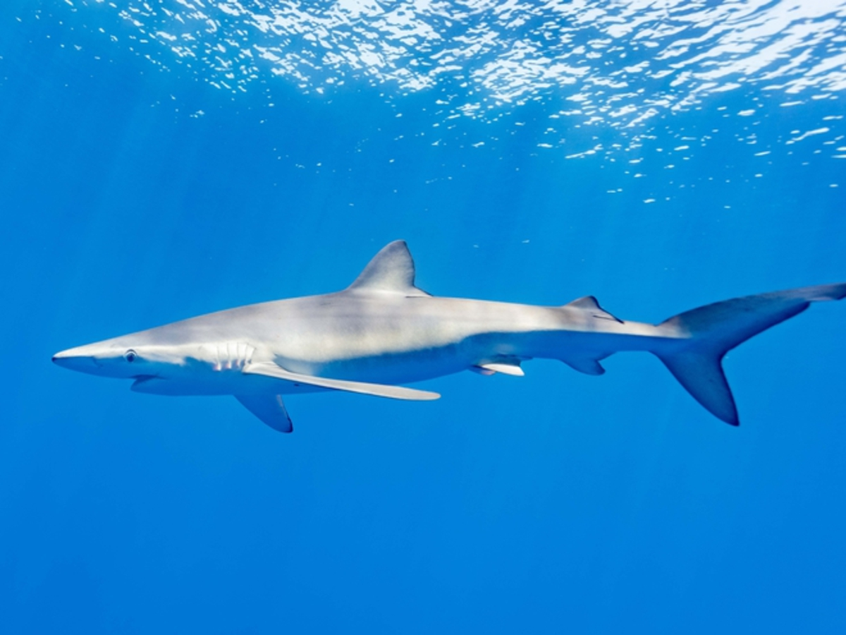 Le nombre de requins tués chaque année augmente à un rythme alarmant malgré  les réglementations, selon une étude