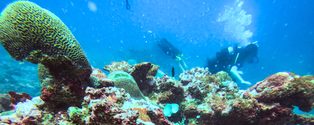 Plongée à Rodrigues