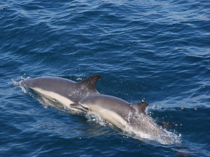 Un mois sans pêche dans le golfe de Gascogne pour sauver les dauphins : une décision radicale qui pose encore question