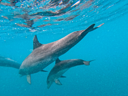 Nage avec les dauphins Nage avec les dauphins