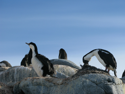 Oiseaux marins de l'Antarctique Oiseaux marins de l'Antarctique