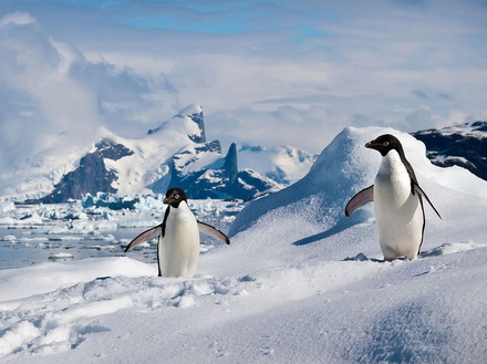 Manchots Adelie dans les îles Shetland du Sud Manchots Adelie dans les îles Shetland du Sud