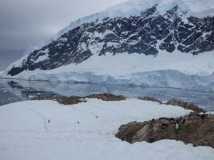 Croisière polaire : à la découverte de l'Antarctique