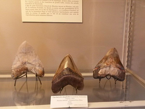 Le mégalodon : une nouvelle étude de ses restes fossiles le décrit comme plus mince que dépeint jusqu'ici