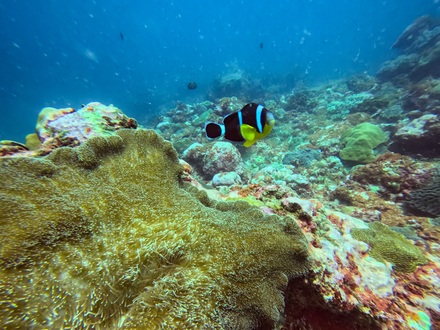 Poisson-clown de Clark sur anémone Poisson-clown de Clark sur anémone
