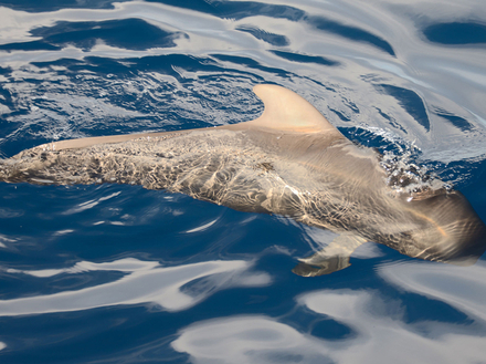 Globicéphale à nageoires courtes, observé le long de la côte ouest de Tenerife Globicéphale à nageoires courtes, observé le long de la côte ouest de Tenerife