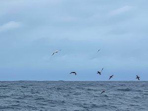 Anthony Marchand : « J'ai le temps de profiter de la compagnie des albatros »