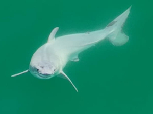 Un grand requin blanc nouveau-né a peut-être été photographié pour la première fois