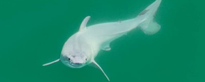 Un grand requin blanc nouveau-né a peut-être été photographié pour la première fois