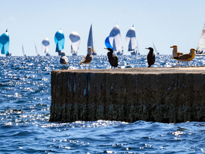 La Société Nautique de Marseille ranime la flamme à Marseille pour le week-end de Pâques !