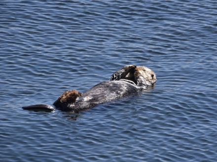 Une loutre sur l'eau 