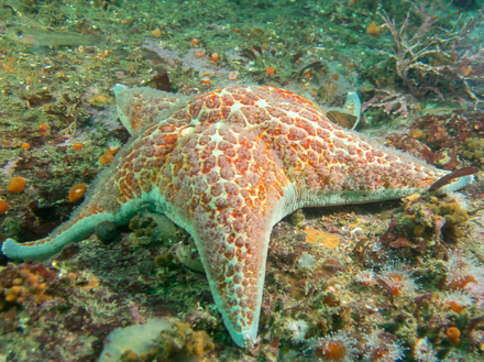 Etoile de mer de la Baie de Monterey
