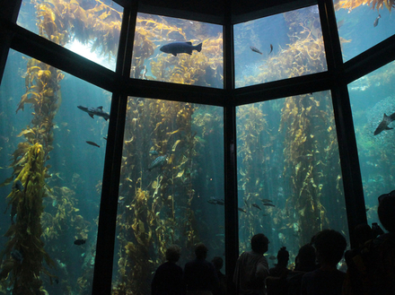 Aquarium de Monterey 