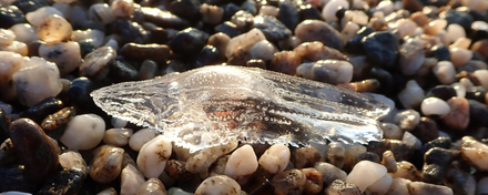 Surnommé le "Papillon de mer" ou "Sabot de Venus", le cymbulia peronii s'échoue sur nos plages