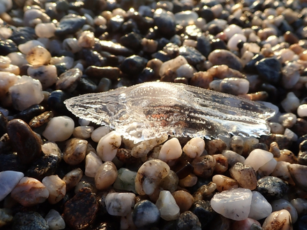 Surnommé le "Papillon de mer" ou "Sabot de Venus", le cymbulia peronii s'échoue sur nos plages