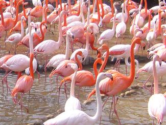 Flamants roses, tortues, cochons... Partez...