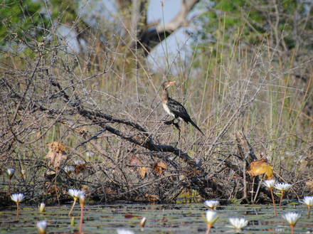 Cormorans dans le Delta de l'Okavango