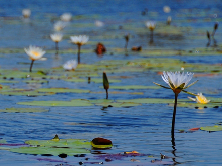 La flore du Delta d'Okavango