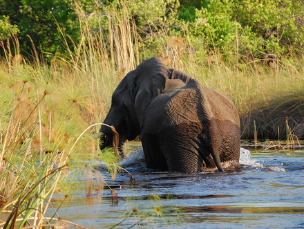 Un éléphant dans le Delta d'Okavango