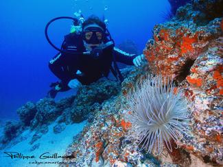 A la découverte des fonds marins aux Canaries !