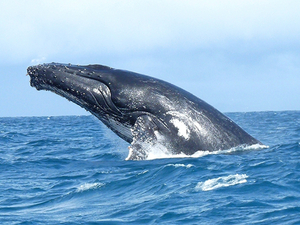 Baleines à bosse, orques, bélugas : où nager avec les plus rares des géants des océans ?