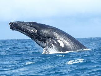 Baleines à bosse, orques, bélugas : où nager...