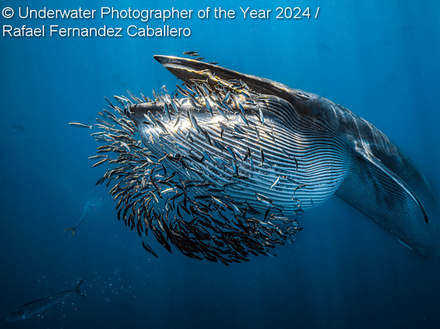 "The End Of The Baitball" par Rafael Fernandez Caballero