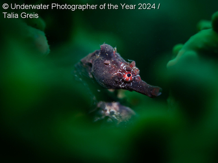 "An abstract portrait of a Potbelly Seahorse" par Lisa Stengel "An abstract portrait of a Potbelly Seahorse" par Lisa Stengel