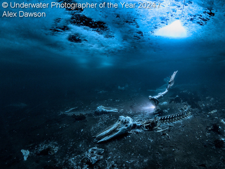 "Whale bones " par Alex Dawson "Whale bones " par Alex Dawson
