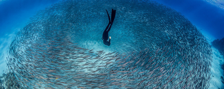 "Encircled" Sarah OGorman 