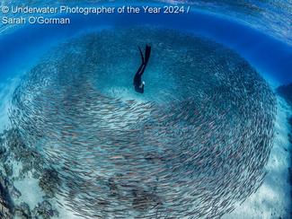 Underwater Photographer of the Year 2024 :...